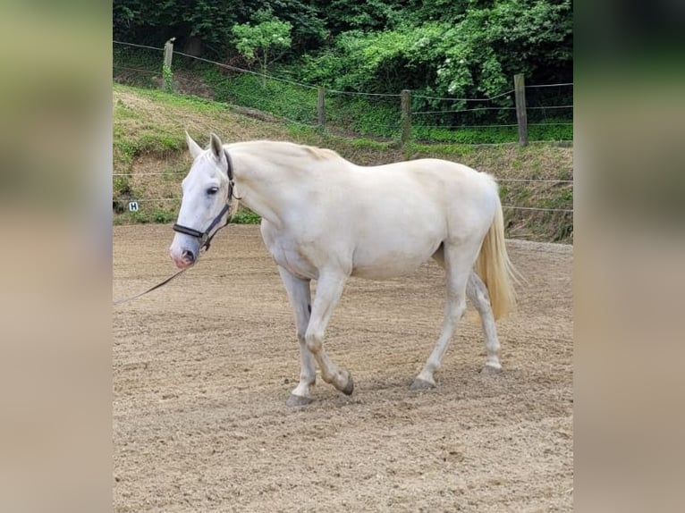 Lipizzan Jument 18 Ans 152 cm Gris in Neulengbach