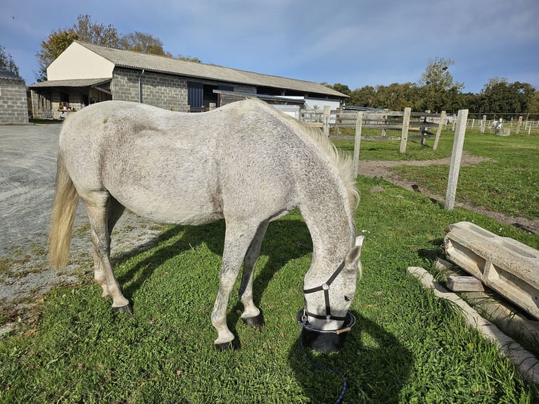 Lipizzan Jument 18 Ans Gris in Hauteville sur mer