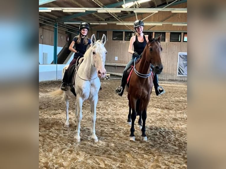 Lipizzan Jument 24 Ans 160 cm Gris in Ebreichsdorf