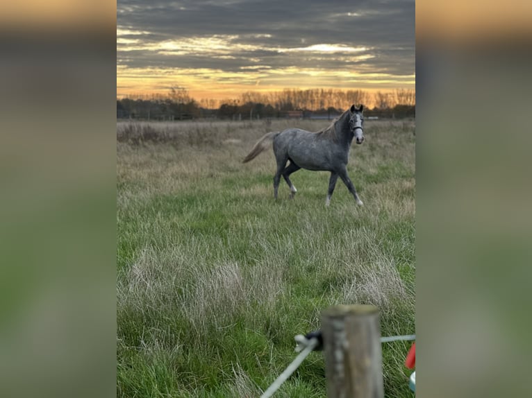 Lipizzan Jument 2 Ans 130 cm Gris in Ruddervoorde