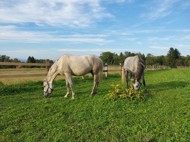 Lipizzan Jument 2 Ans 156 cm Gris in Šentjernej