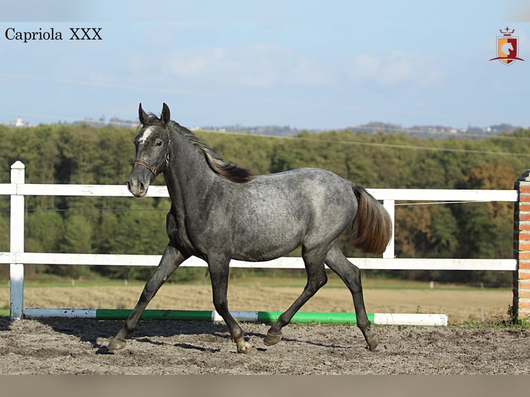 Lipizzan Jument 2 Ans 158 cm Gris in Trnovska vas