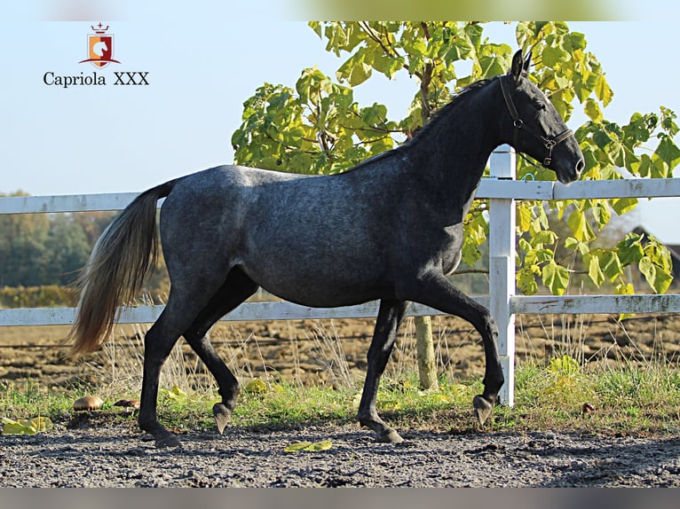 Lipizzan Jument 2 Ans 158 cm Gris in Trnovska vas