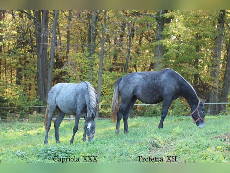 Lipizzan Jument 2 Ans 158 cm Gris in Trnovska vas