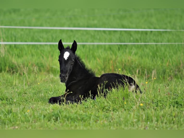 Lipizzan Jument 2 Ans 160 cm Gris in Trnovska vas