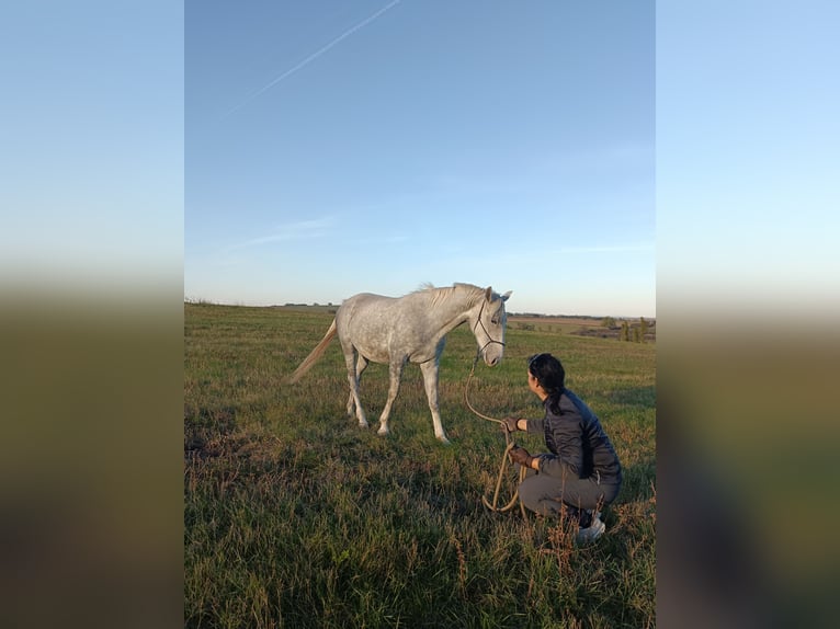 Lipizzan Jument 2 Ans Gris in Fischamend-Dorf