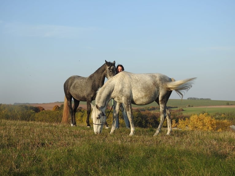 Lipizzan Jument 2 Ans Gris in Fischamend-Dorf