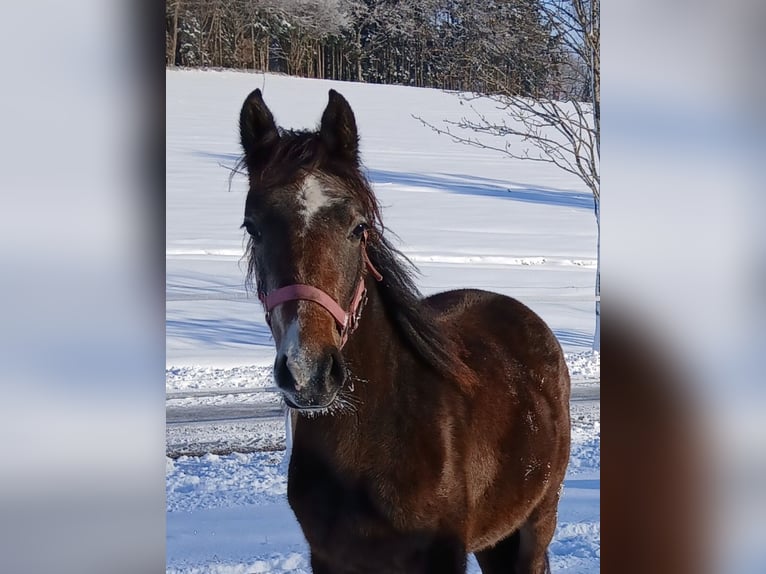 Lipizzan Jument 2 Ans Peut devenir gris in Mehrnbach