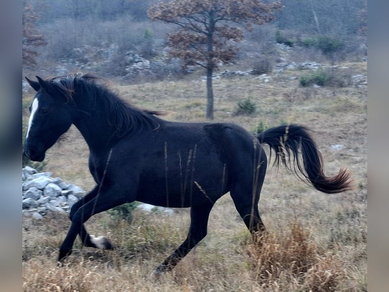 Lipizzan Jument 3 Ans 149 cm Bai brun in Kozina