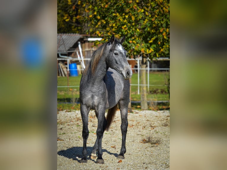 Lipizzan Jument 3 Ans 150 cm Gris in Ptuj