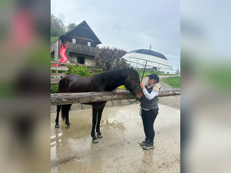 Lipizzan Jument 3 Ans 160 cm Bai cerise in Ptuj