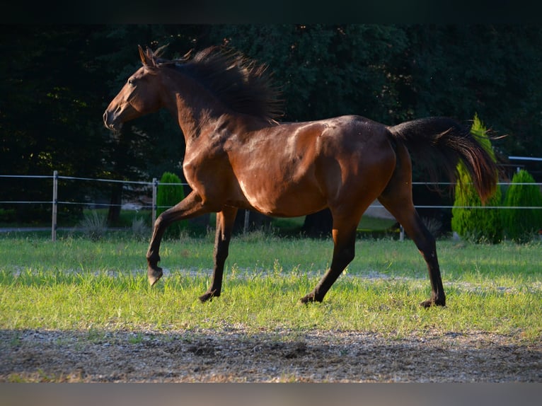 Lipizzan Jument 3 Ans 165 cm Bai cerise in Ptuj