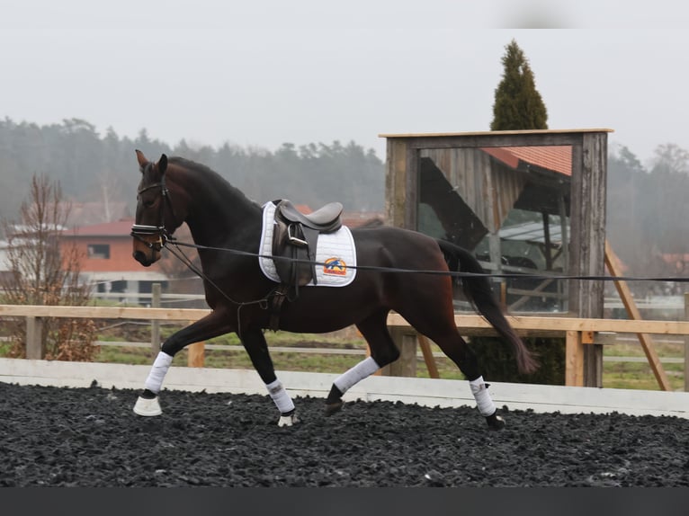 Lipizzan Jument 3 Ans 165 cm Bai in St Marein bei Graz