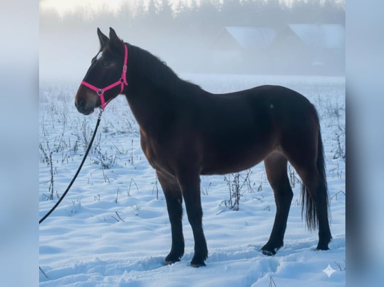 Lipizzan Jument 4 Ans 160 cm Bai in Mezőtur