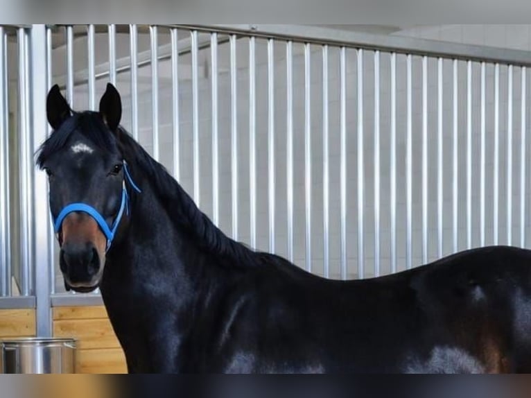 Lipizzan Jument 4 Ans 160 cm Bai in Mezőtur