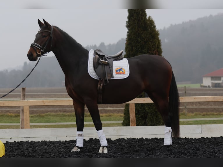 Lipizzan Jument 4 Ans 165 cm Bai in St Marein bei Graz