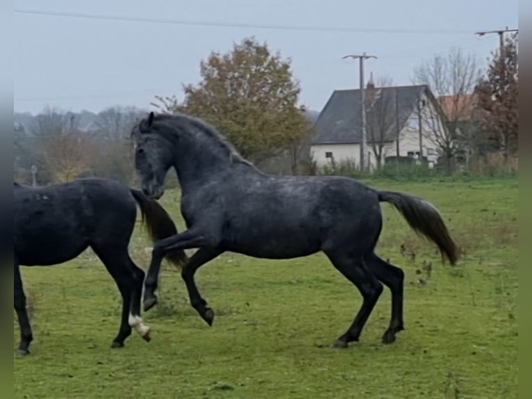Lipizzan Jument 4 Ans 173 cm Gris in Tordas