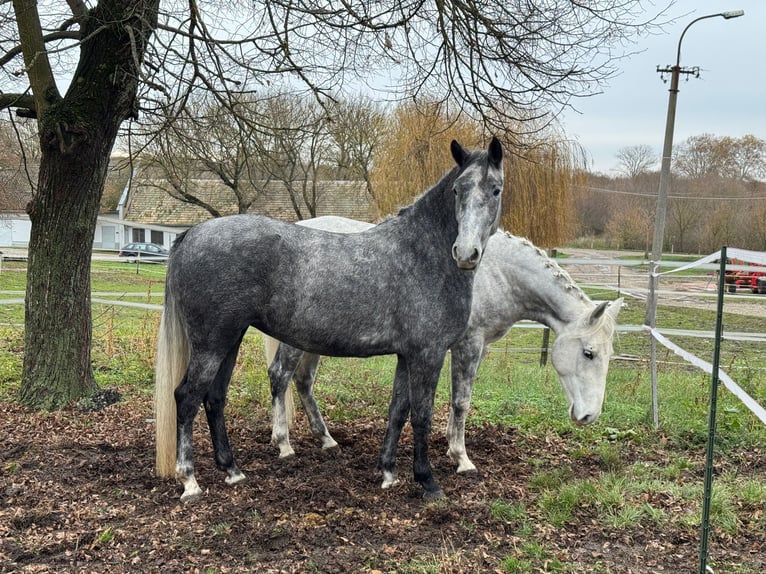 Lipizzan Jument 4 Ans  in Fischamend