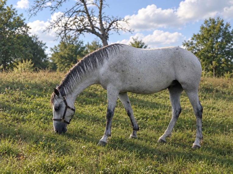 Lipizzan Jument 5 Ans 154 cm Gris moucheté in Wehr