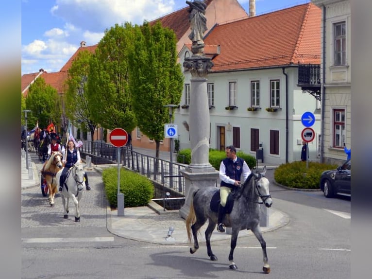 Lipizzan Jument 5 Ans 164 cm Gris in Ajdovščina