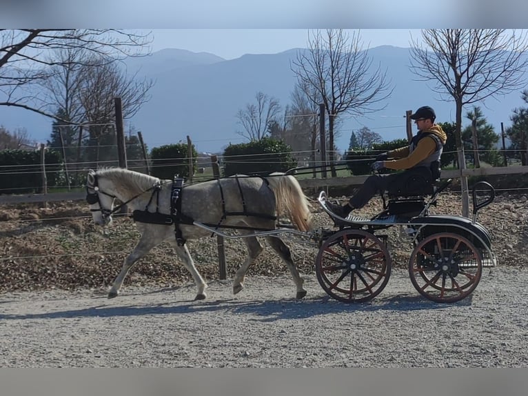 Lipizzan Jument 5 Ans Blanc in Ajdovscina