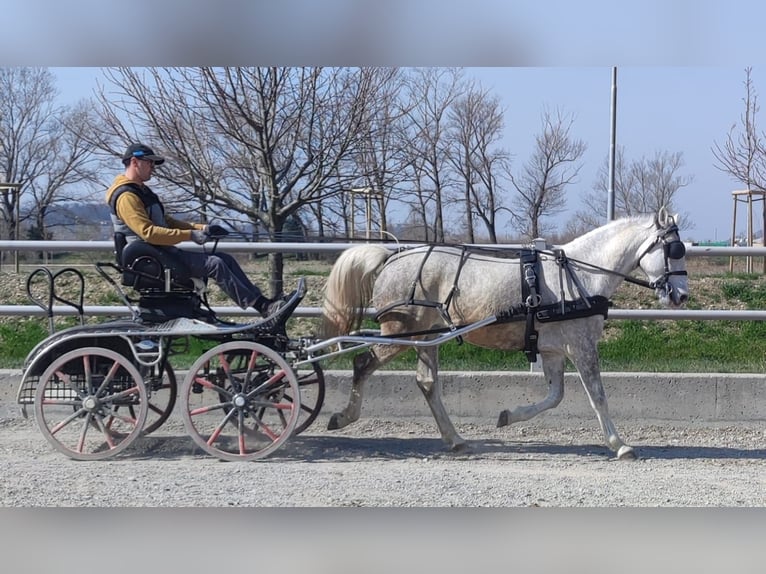 Lipizzan Jument 5 Ans Blanc in Ajdovscina