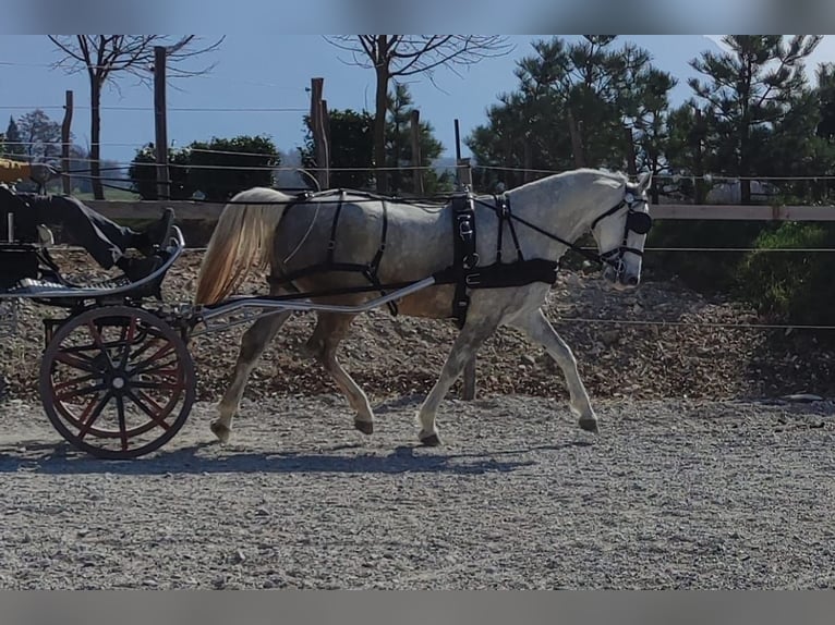 Lipizzan Jument 5 Ans Blanc in Ajdovscina