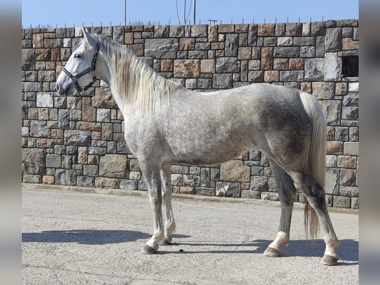 Lipizzan Jument 5 Ans Blanc in Ajdovscina