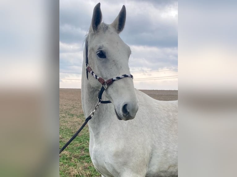 Lipizzan Jument 6 Ans 160 cm in Steinbrunn