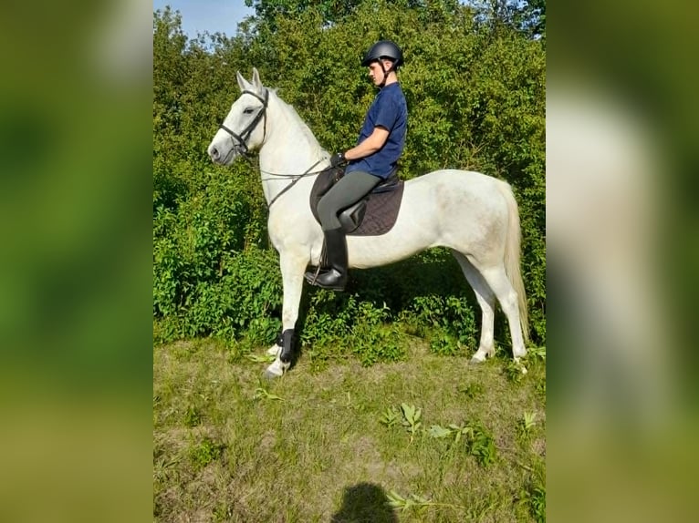 Lipizzan Jument 6 Ans 160 cm Gris in Jászberény