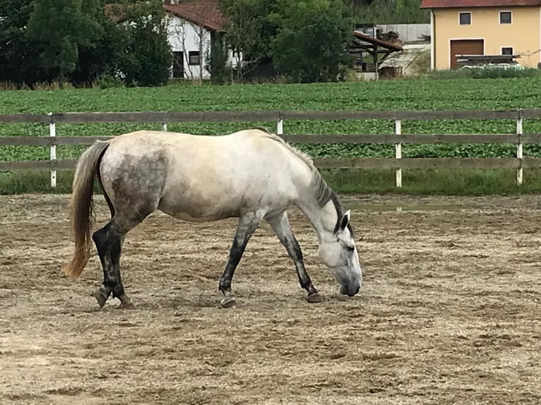 Lipizzan Croisé Jument 6 Ans 160 cm Gris pommelé in Gangkofen