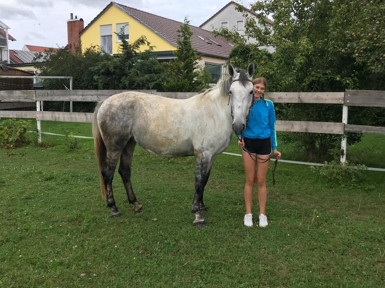 Lipizzan Croisé Jument 6 Ans 160 cm Gris pommelé in Gangkofen