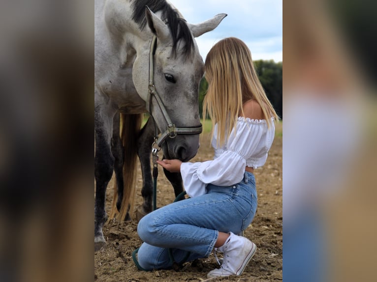 Lipizzan Croisé Jument 6 Ans 160 cm Gris pommelé in Gangkofen