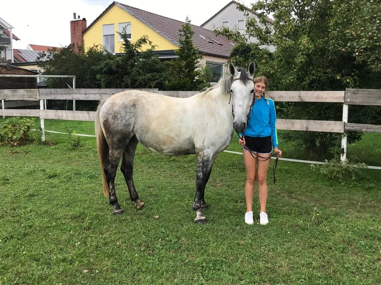 Lipizzan Croisé Jument 6 Ans 160 cm Gris pommelé in Gangkofen