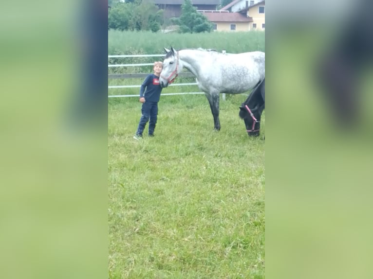 Lipizzan Croisé Jument 6 Ans 160 cm Gris pommelé in Gangkofen