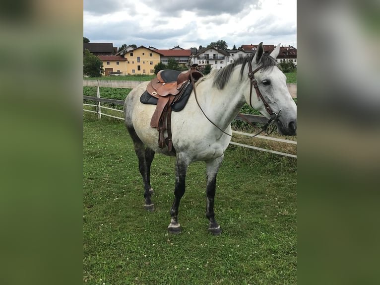 Lipizzan Croisé Jument 6 Ans 160 cm Gris pommelé in Gangkofen