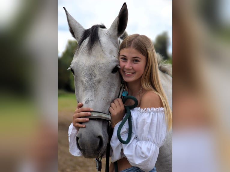 Lipizzan Croisé Jument 6 Ans 160 cm Gris pommelé in Gangkofen