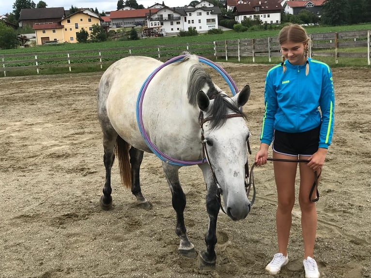 Lipizzan Croisé Jument 6 Ans 160 cm Gris pommelé in Gangkofen