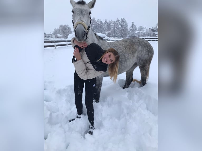 Lipizzan Croisé Jument 6 Ans 160 cm Gris pommelé in Gangkofen