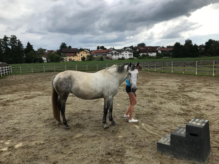 Lipizzan Croisé Jument 6 Ans 160 cm Gris pommelé in Gangkofen