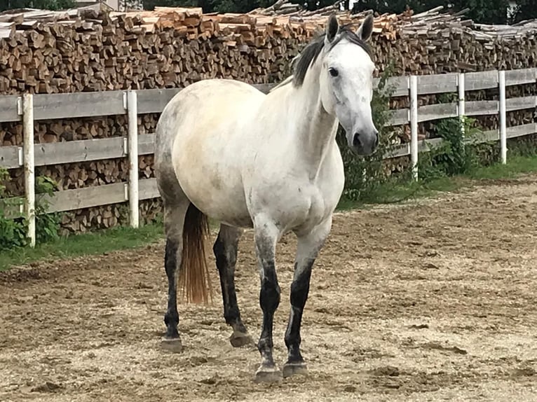 Lipizzan Croisé Jument 6 Ans 160 cm Gris pommelé in Gangkofen