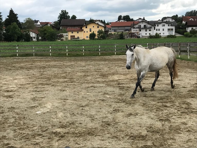 Lipizzan Croisé Jument 6 Ans 160 cm Gris pommelé in Gangkofen