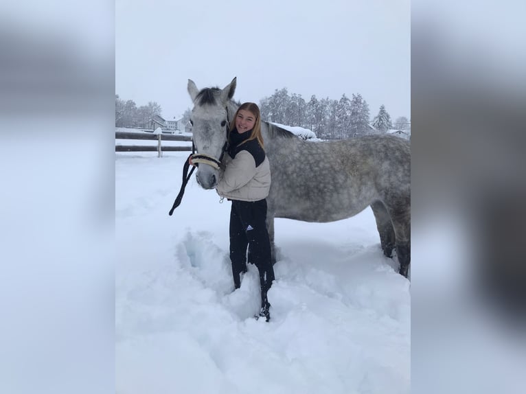 Lipizzan Croisé Jument 6 Ans 160 cm Gris pommelé in Gangkofen