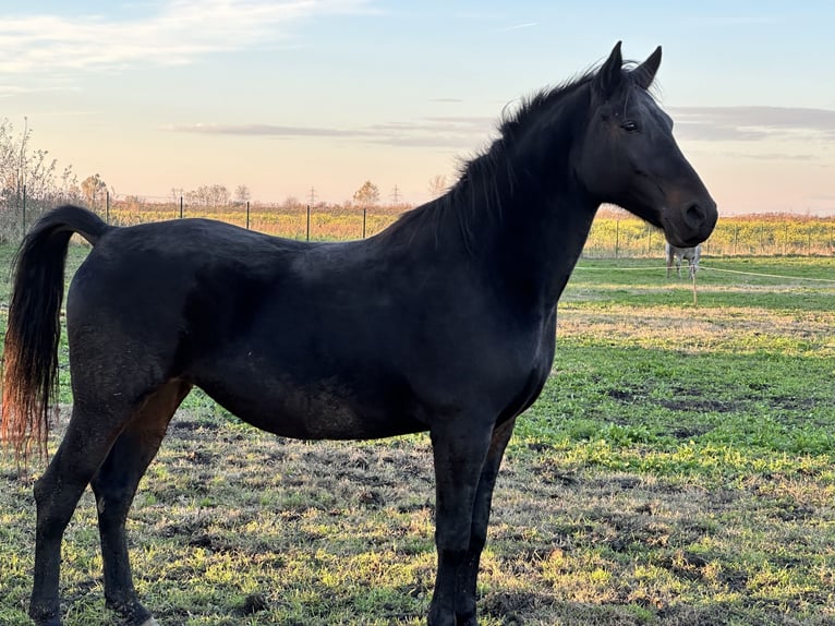 Lipizzan Jument 6 Ans 162 cm Bai in Antunovac