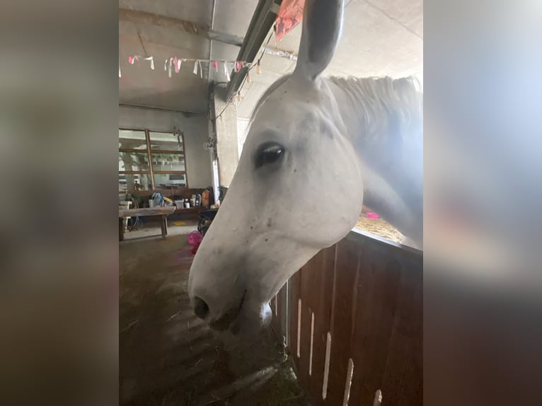 Lipizzan Jument 6 Ans 168 cm Gris in Herdwangen-Sch&#xF6;nach