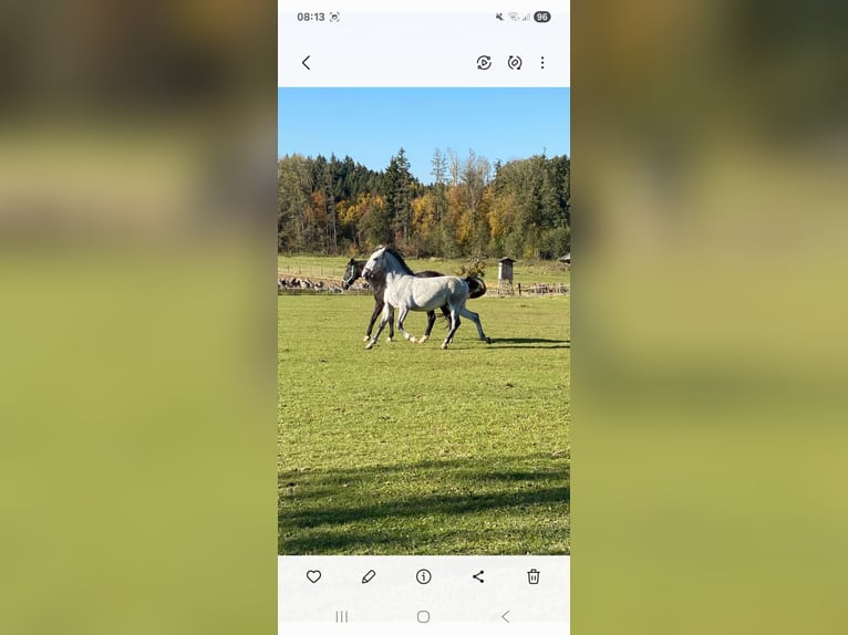 Lipizzan Jument 6 Ans 172 cm Blanc in Steyr