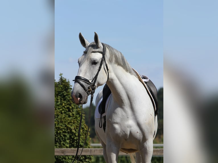 Lipizzan Jument 6 Ans 172 cm Gris in St Marein bei Graz