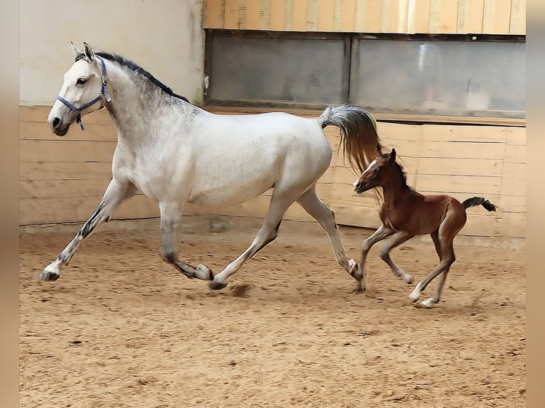 Lipizzan Jument 7 Ans 154 cm Gris in Gernsbach
