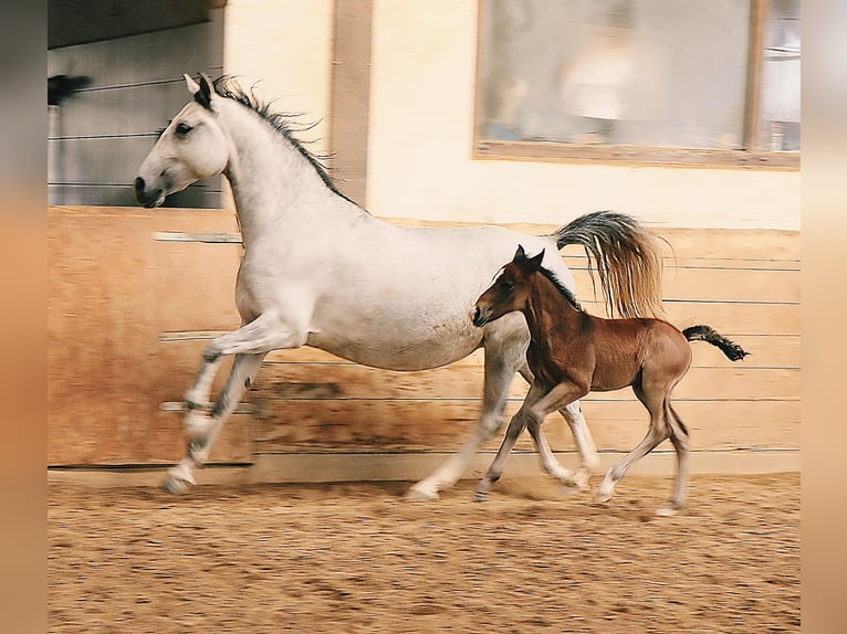 Lipizzan Jument 7 Ans 154 cm Gris in Gernsbach