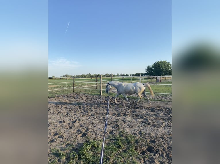 Lipizzan Jument 7 Ans 158 cm Gris moucheté in Szatymaz, Csongr&#xE1;d-Csan&#xE1;d county